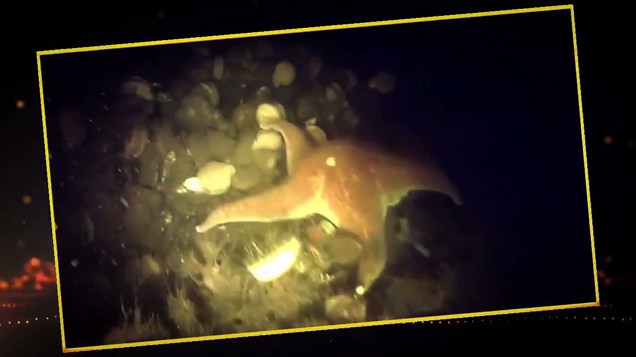 Clams of the Puget sound