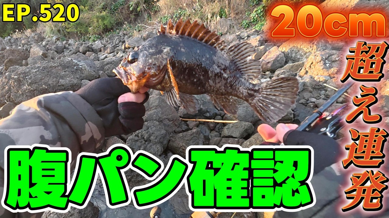 【穴釣り】ついに産卵開始か!? 鴨川の深穴で「腹パン」個体を今季初確認！20cm超え連発の爆釣劇 (EP.520)