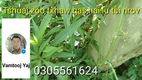 Tshuaj zoo qas ,txhaw qas hai lu tsi nrov lawm