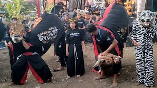 Banteng mberot budi mulyo joyo live paras pacet mojokerto