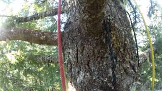 Tree Sitter Josh Eng Climbs To A Platform