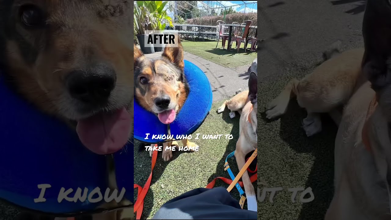Winky Has Been Adopted 