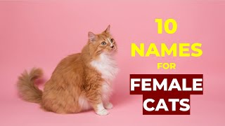 Top 10 Cutest Female Cat Names