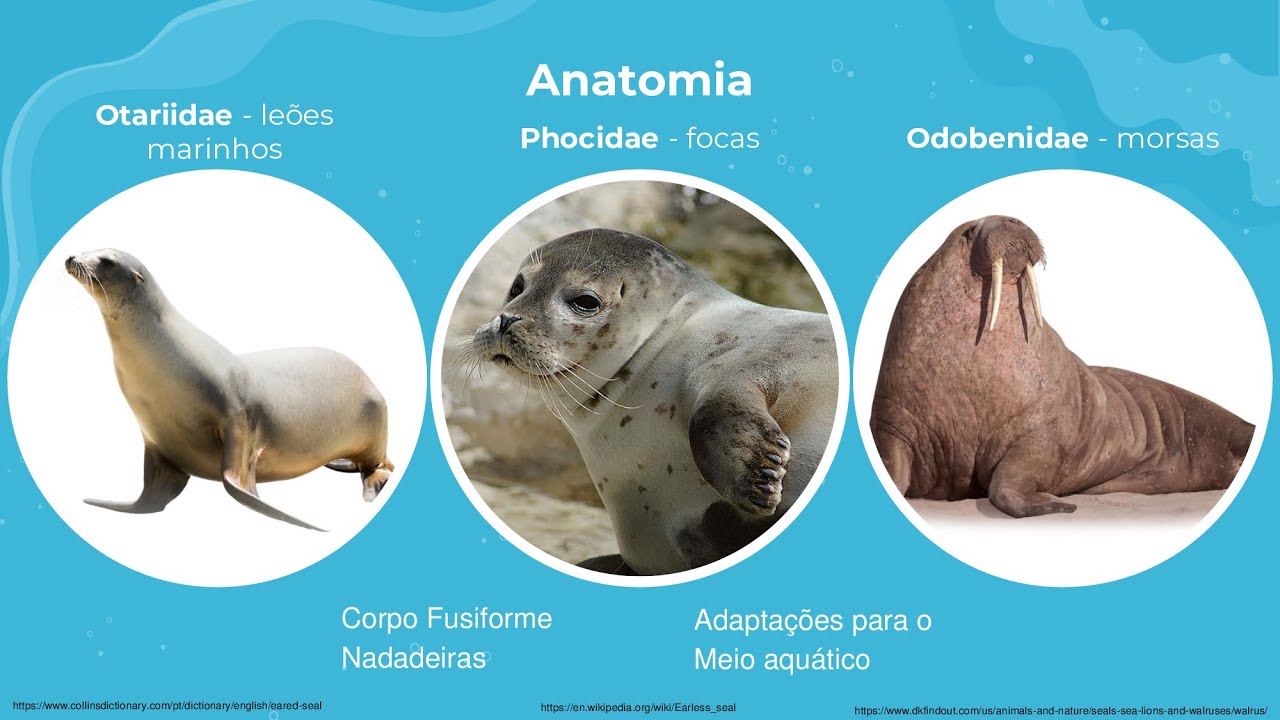 Pinípedes - Focas, Leões-Marinhos e Morsas - YouTube