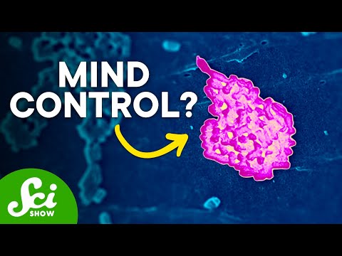Your Microbiome and Your Brain