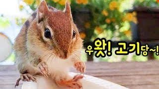 출산한 엄마 다람쥐 제니 보양식 애벌레 밀웜 한 통 혼자서 다 먹음;; Feeding Energy Boosting Food Mealworms To Mother Chipmunk