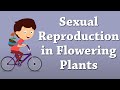 Sexual Reproduction in Flowering Plants | #aumsum #kids #science #education #children