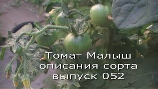 видео Описание и особенности выращивания томата Чудо земли