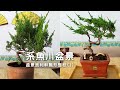 盆景該怎麼做? 系魚川bonsai(1)