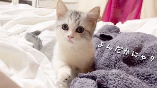 【生音】言葉は通じるの？かわいい子猫に話しかけた時の反応【短足ミヌエット】 by 猫のMOONY 494 views 2 years ago 3 minutes, 55 seconds