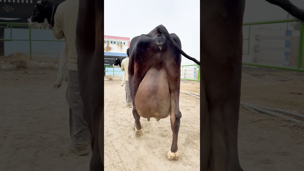 Biggest Jersey cow in the world 