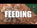 How to FEED SLINGS?