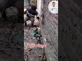चंद्रनाग दर्शन #bijnorsnakesaver #snake #youtubeshort
