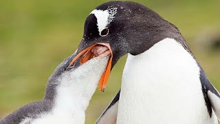 What Mother Penguin  Feeding Her Baby So Sweet | Penguin Feeding Their baby #birds #hungrybaby