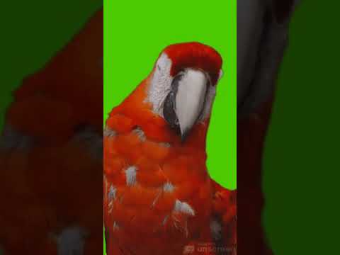 Попугай поворачивает голову. Бесплатные футажи. Новые.