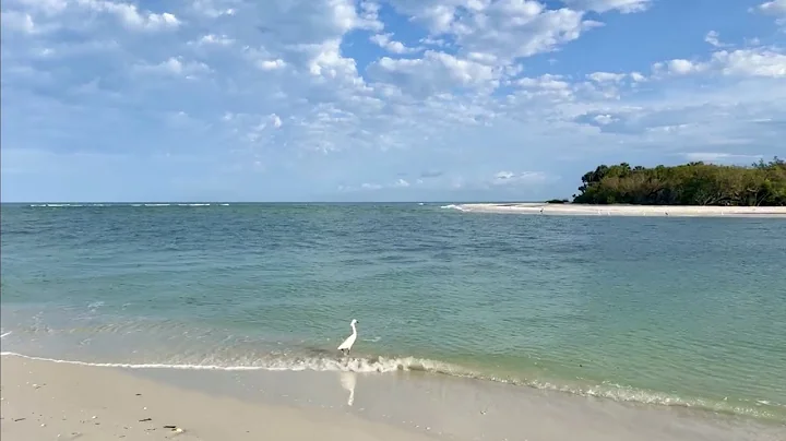 Part 3 of Robb's Friday Morning Beach Walk in North Naples, FL 05.20.22