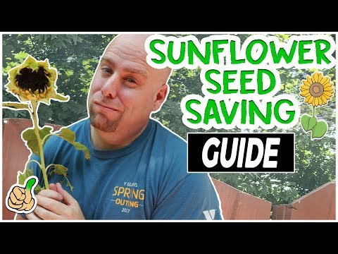 Harvesting Sunflower Seeds - Saving Sunflower Seeds (Easy Way)