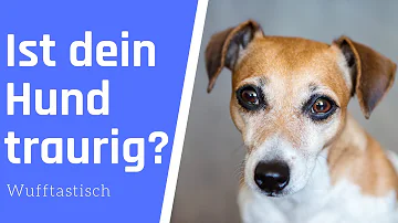 Wie sieht man das ein Hund traurig ist?