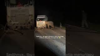 Anak Gajah Tertabrak Truk  shorts shorts gajah truk shortyoutube berandayoutube