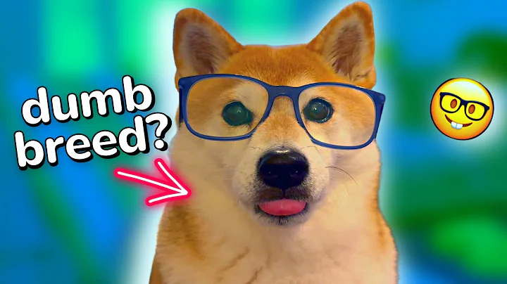How smart is a Shiba Inu? (10 Simple IQ Tests!)