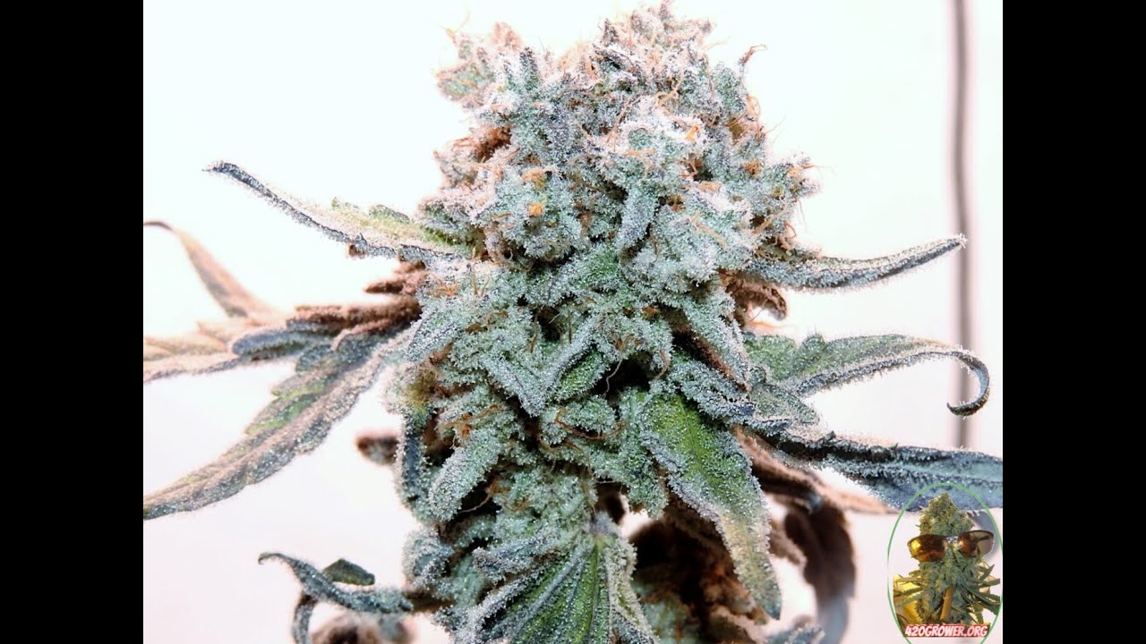 WHITE TRUFFLE MAC1 ZE CHEM DAY 63