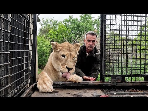 Moving Echo, Naiobi and Sibindie | The Lion Whisperer