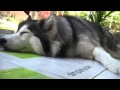 Husky dog raised like a cat