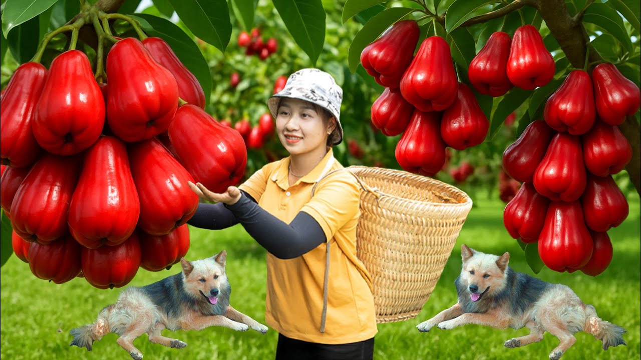 Harvesting Giant Rose Apple Go To The Market Sell - Smart Puppy Care | Lucia New Life