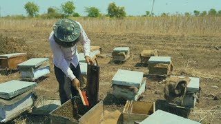 How Is Honey Made? Bee Base Pvt. Ltd.