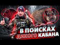 Охота на кабана. Wild boar hunting