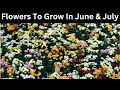 Flowers To Grow In June and July / Flowers to plant in June and July