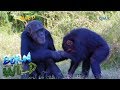 Born to be Wild: Doc Nielsen visits chimpanzees in Kenya