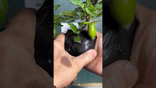 YT 100102 Main stem grafting #  rural areas and farmers Support agriculture, #short #grafting