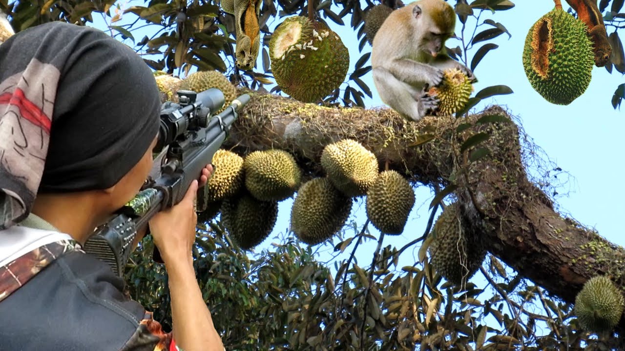 Durian Hampir Gagal Panen! Berburu Hewan Liar Perusak Kebun