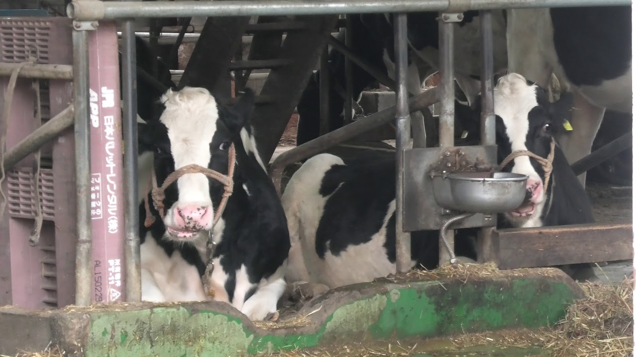 Cattle Barn (Takachiho Farm, Miyazaki, Japan) December 11, 2019