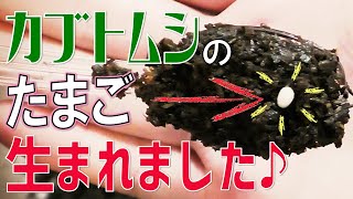 【カブトムシの孵化】産卵後からたまごを見守ること1ヶ月 無事に孵化しました♪ - カブトムシの幼虫飼育観察
