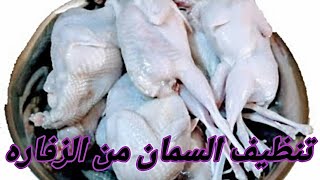 تنظيف السمان من الزفاره | تنظيف طيور السمان بطريقه صحيحه