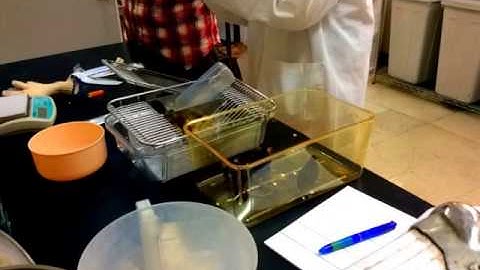 my first time to do intraperitoneal inject: C57BL/6