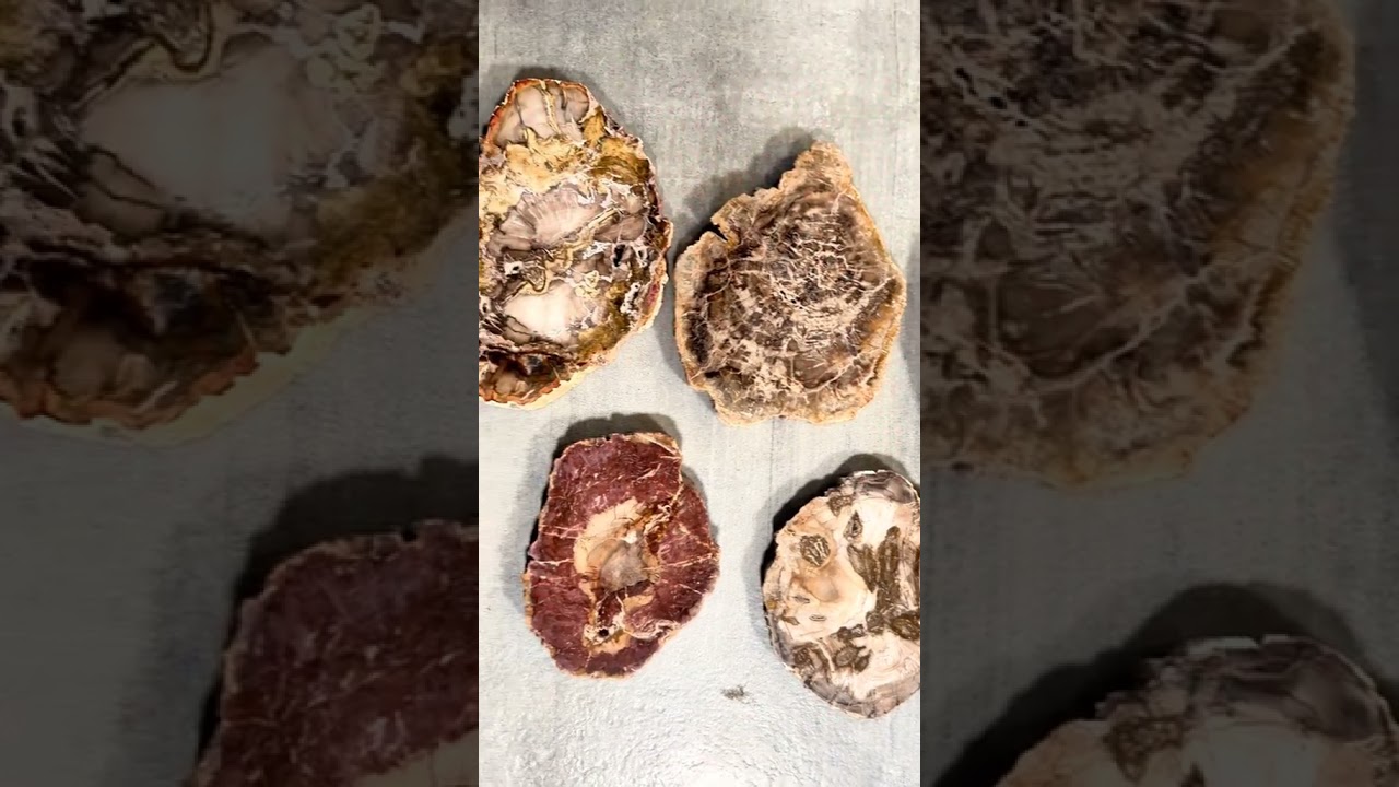 Video preview: Petrified Wood Slab with Display Stand