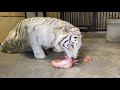 【池田動物園公式】ホワイトタイガーの食事の様子