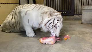 【池田動物園公式】ホワイトタイガーの食事の様子