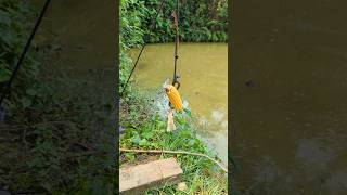 Unbelievable Fishing Method, eith corn bait#fishing#fish_video#shorts