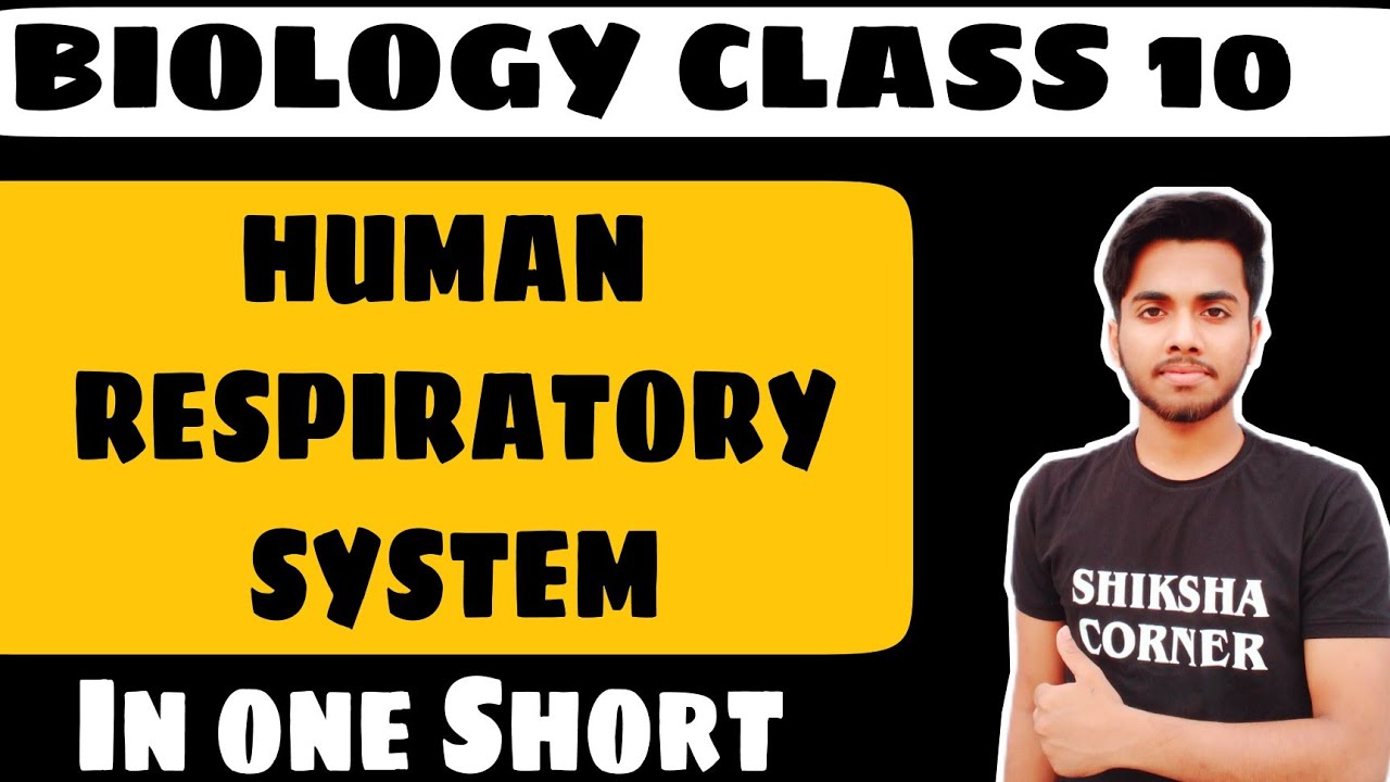 Respiratory system in human body | Class 10 | Biology |Science ...