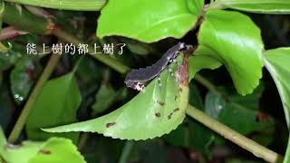 [國防醫學院螢火蟲復育]1090723 螢火蟲夜觀紀錄