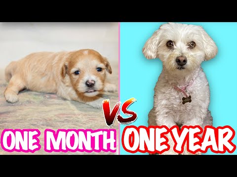 PUPPY GROWS UP!! ONE MONTH TO 1 YEAR ❤️❤️