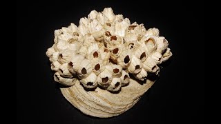 Βarnacles attached to Ostrea edulis, millions of years old - fossils from Nicosia, Cyprus