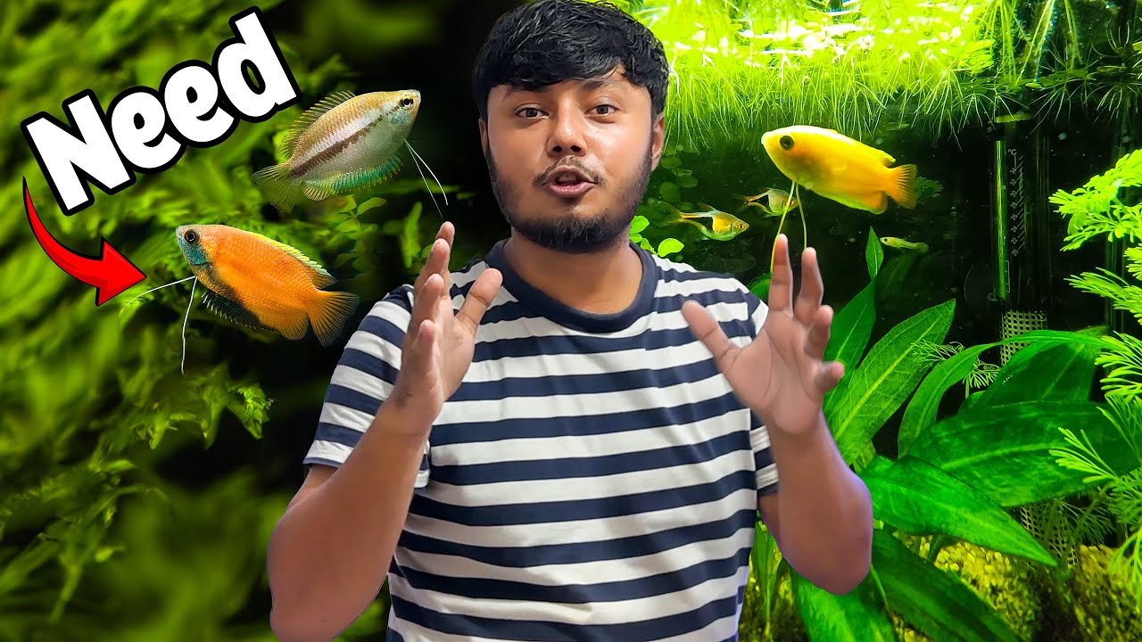 মৌ খলিসা মাছ খুঁজছি আমি