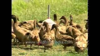 Duck and fish farming in Assam : rural economy agricultural mainstays