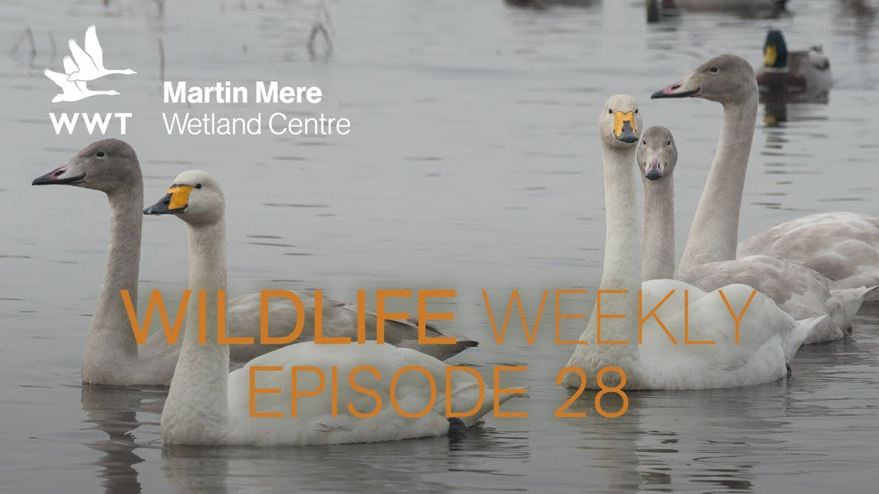 Wildlife Weekly Martin Mere - Episode 28
