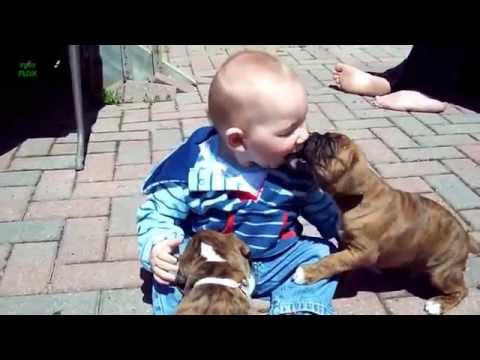 Bebekler ve Köpekler :)